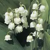 daisyfishes - @daisyfishes - TikTok