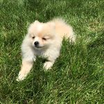 daisy fleming - @daisyflemingpom - Instagram