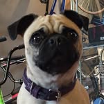 Daisy Flood - @daisythapug - Instagram