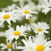 Daisy_flower237 - @daisy_flower237 - TikTok