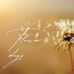 daisy flower  - Facebook