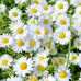 Daisy Flower - Facebook