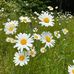 Daisy Flower - Facebook