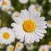 Daisy flower - Facebook