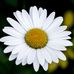 Daisy flower - Facebook