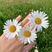 Daisy Flower - Facebook