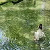Daisy flower - @daisy_ku19 - TikTok