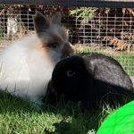 Daisy Floyd - @daisyandfloydbunny - Instagram