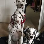 Lilly,Daisy,Floyd 🐶💗 - @3dalmations_x - Instagram