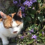 Daisy Foley 🌼 - @daisybaby_thecat - Instagram