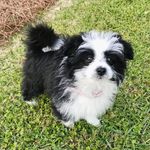 Daisy Mae Foley - @daisy.pomapoo - Instagram