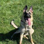 Daisy Ramsey Foley - @daisy_thegsd1 - Instagram