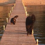 Foley.daisy_thedogs - @foley.daisy__thedogs - Instagram