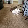 991160 - @daisyforeman8 - TikTok