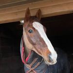 Daisy Fowler 🇬🇧 - @_daisy_eventing - Instagram