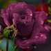 Daisy Fraga - Facebook