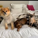 Daisy + Charlie + Frankie - @daisy_and_charlie_and_frankie - Instagram