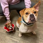 Daisy | Frank - @daisymaeandfrank - Instagram