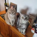 Daisy & Frankie - @daisy_and_frankie3 - Instagram