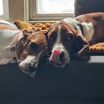Daisy & Franklyn - @daisyandfrankiethebassets - Instagram