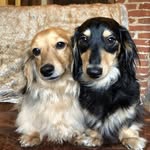 Daisy, Frank & Olive Craig 💙🐾🦴 - @daisythelonghaireddachshund - Instagram