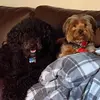 Frank & Daisy - @frankanddaisy2 - TikTok