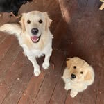 Adventures Of Daisy & Franklin 🐶🐶 - @daisyandfrankies_adventures - Instagram