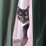 @daisy_franks_cat - Instagram