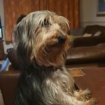 Daisy & Fred - @a.two.dog.house - Instagram