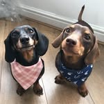 Daisy&Fred🐾💞 - @daisyandfredthedaxies - Instagram