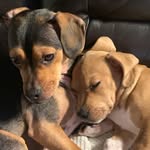 Daisy&Freddie - @missdaisyandmrfred - Instagram