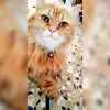 Daisy Freeman - @2172718413 - TikTok