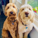 🐾Daisy & Piper Friedman🐾 - @rhody_doodle_sisters - Instagram