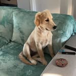 Daisy Cuddles Frith - @daisythegoldie2025 - Instagram