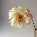 DAISY - @daisy__fung - Instagram