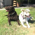 Ruff_Life_of_Gage_and_Daisy - @ruff_life_of_gage_and_daisy - Instagram
