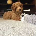 Crazy Daisy 💖 - @daisy_garrett_pup - Instagram