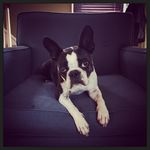 Daisy Garrison - @crazy_daisy_the_boston - Instagram
