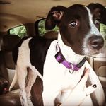 Daisy Mae Garrison - @daisymae_the_ridgetick - Instagram