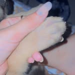 Daisy_german_Shepherd - @daisy_germansheperdworld - Instagram