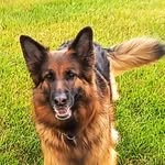 @daisy_germanshepherd2023 - Instagram