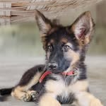 GERMAN SHEPHERD DOG - @daisy_germanshefrd - Instagram