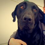 Daisy Giles - @daisy_blacklab_ - Instagram