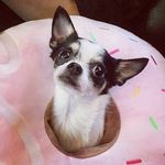 Daisy, Greta, and Giles - @daisy_banana_and_friends - Instagram