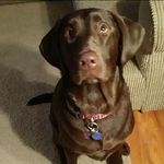 Daisy Hansen - @daisydog1446 - Instagram