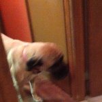 Daisy Hansen - @daisy_is_a_dog_99 - Instagram