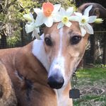 Daisy & Harvey - @alldaisyandharvey - Instagram