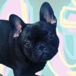 Daisy Sylvia Iréne Harvey - @daisythelittledoggo - Instagram