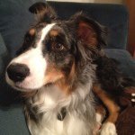 Daisy Hicks - @daisy_theaussie - Instagram