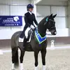 Daisy - @daisyhillsdressage - TikTok